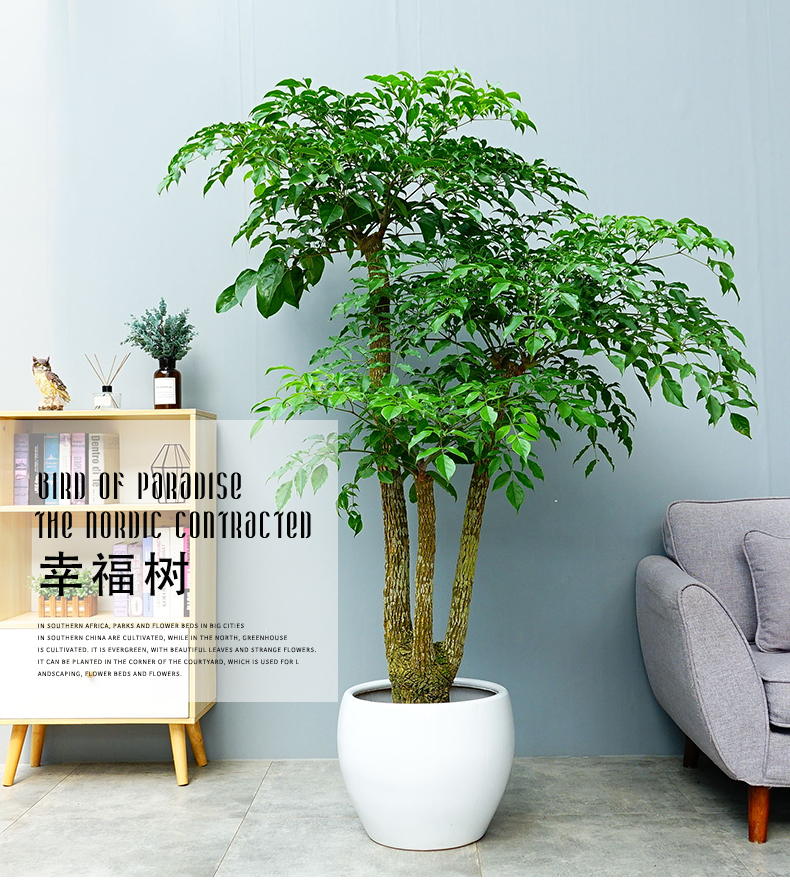 適合西安辦公室租擺的綠植-幸福樹(shù)
