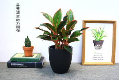 西安寫(xiě)字樓綠植租|西安碧盛園藝13002920517