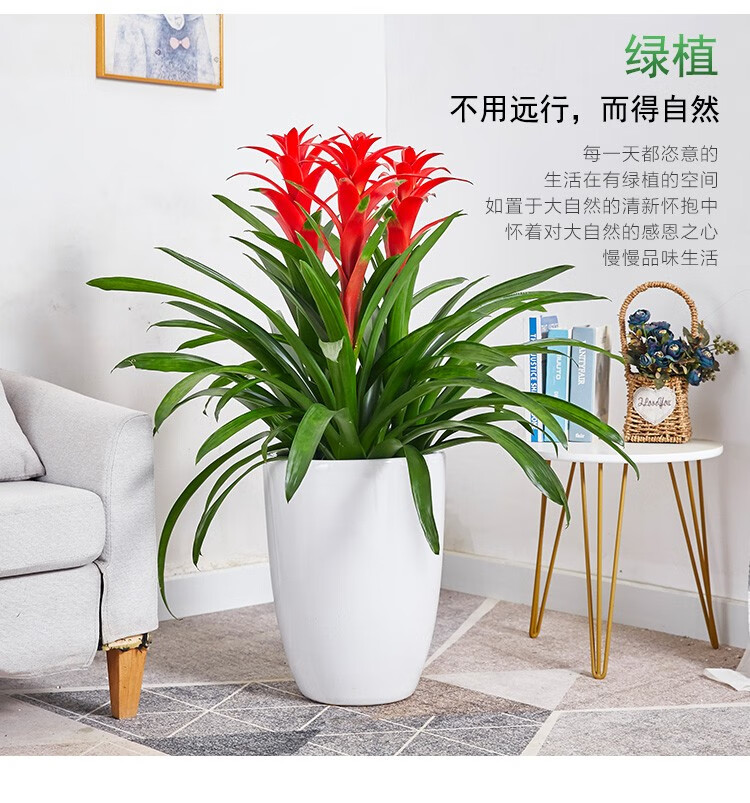 【開(kāi)花花卉】開(kāi)業(yè)用鴻運(yùn)當(dāng)頭