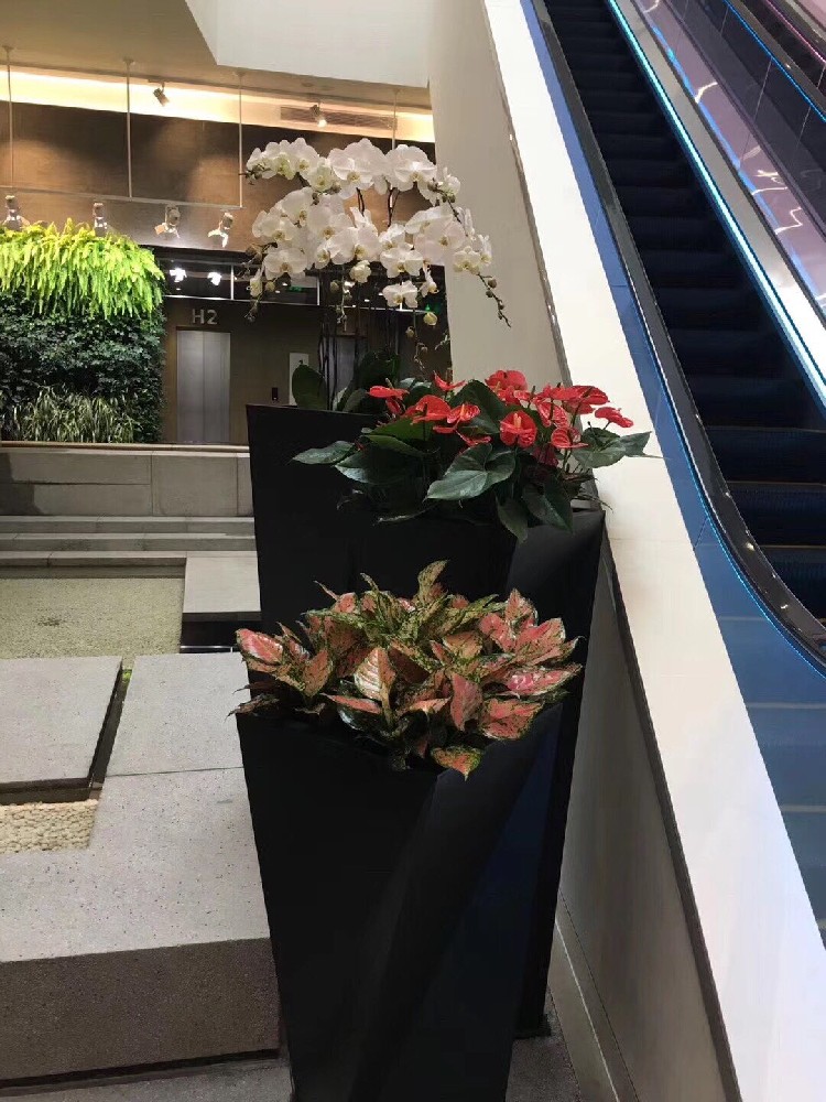 西安商場(chǎng)花卉租擺|西安碧盛園藝13002920517