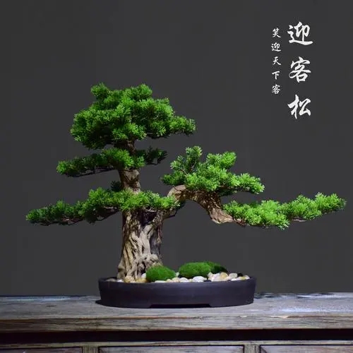 西安盆景銷(xiāo)售|西安碧盛園藝13002920517